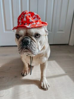 Dog Bucket Hat - Disney's 101 Dalmatians -Furfinity Cheap Shop lillymoonfrenchie 2