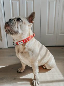 Dog Three Piece Bundle - Disney's 101 Dalmatians -Furfinity Cheap Shop lillymoonfrenchie 3