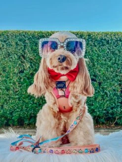 Dog Two Piece Bundle - Bikini Bod -Furfinity Cheap Shop lily cute cavoodle 1 763ae21c 2469 46e9 a67d d37760f547b4