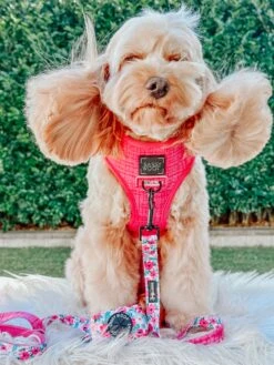 Dog Four Piece Bundle - Floral Frenzy -Furfinity Cheap Shop lily cute cavoodle 5