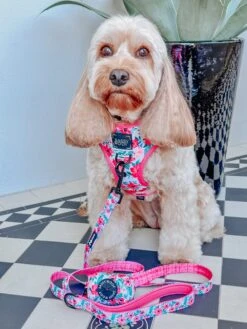 Dog Four Piece Bundle - Floral Frenzy -Furfinity Cheap Shop lily cute cavoodle 8 d960c264 2f82 4907 aa11 adc32883dad8