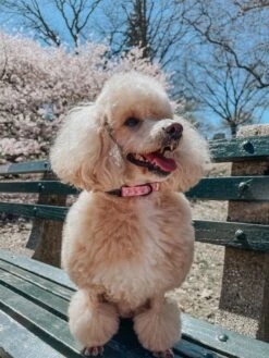 Dog Three Piece Bundle - Western Barbie™ -Furfinity Cheap Shop lizzielikemcguire 2 569f6bb4 8199 492f b820 d66a304deeed