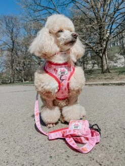 Dog Two Piece Bundle - Western Barbie™ -Furfinity Cheap Shop lizzielikemcguire 4 5dfdd3cb db30 46c7 89de 944080643e6d