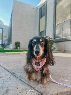 Dog Adjustable Harness - Out Of Office -Furfinity Cheap Shop lovelylittlecharlie 1 64843a70 2cd4 49c9 a3c1 751531dc8356