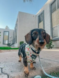 Dog Adjustable Harness - Shrooms & Blooms -Furfinity Cheap Shop lovelylittlecharlie 4 83f7b594 fcb7 45a2 93db b099f2b4bb66