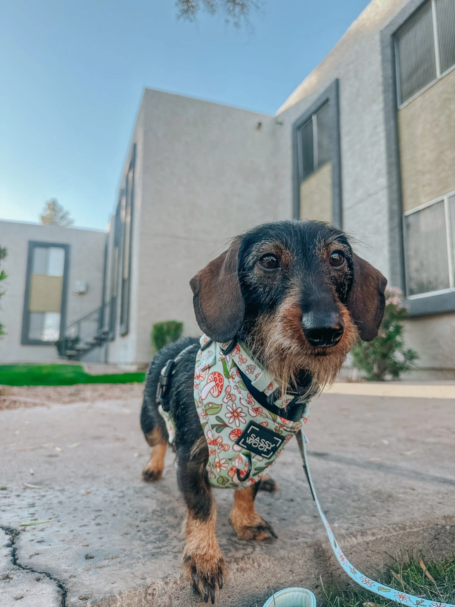 Dog Two Piece Bundle - Shrooms & Blooms 18 Dog Two Piece Bundle - Shrooms & Blooms - Image 16