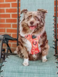 Dog Two Piece Bundle - Summer Sorbet -Furfinity Cheap Shop lovemayalife M 849cd5f3 dd52 4220 8a37 8eb51a10e3ad