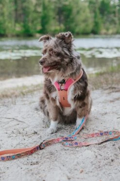 Dog Two Piece Bundle - Bikini Bod -Furfinity Cheap Shop lovemayalife 1 5e7ae935 95d9 4803 9985 c55436284c76