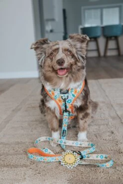 Potty Pal - Sun -Furfinity Cheap Shop lovemayalife 1 c891130e 9a44 44c5 8897 4220941b863a