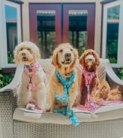 Dog Leash - Good Vibes -Furfinity Cheap Shop lucylu pawsititvepup 1 7a5a7a0d f9d4 4390 bb09 68b4165388d2