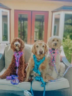 Dog Four Piece Bundle - Tropical Tides 28 Dog Four Piece Bundle - Tropical Tides -Furfinity Cheap Shop lucylu pawsititvepup 2 d15e548a ffcc 4468 986f 45a4e052cfee