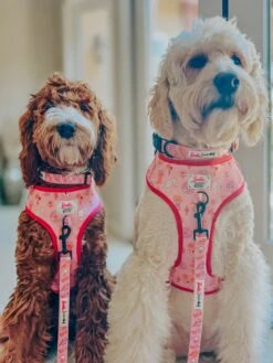 Dog Three Piece Bundle - Western Barbie™ -Furfinity Cheap Shop lucylu pawsitivepup 1 06cabba5 46f7 41d0 8955 b194cd755072