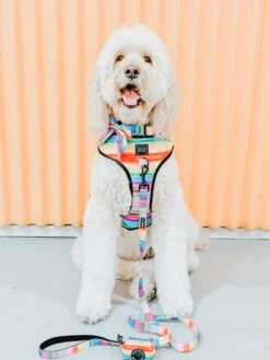 Dog Sailor Bow - Love You Fur You -Furfinity Cheap Shop lucylu pawsitivepup 4 baf55936 d6c9 4856 8a1a 3f3ed732fd4f