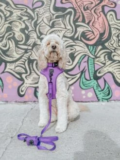 Dog Leash - Neon Purple 27 Dog Leash - Neon Purple -Furfinity Cheap Shop lucylu pawsitivepup e8ff2ab5 3820 4aa0 9236 c6363c31328c