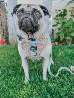 Dog Adjustable Harness - Good Duck, Babe! -Furfinity Cheap Shop lunapugprincess 1 1