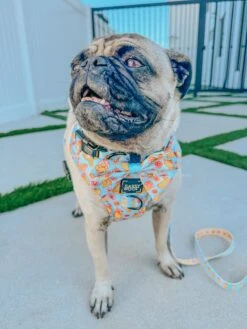 Dog Sailor Bow - Good Duck, Babe! -Furfinity Cheap Shop lunapugprincess 2 b44cb32c b33d 4f86 8f67 ace181694a96