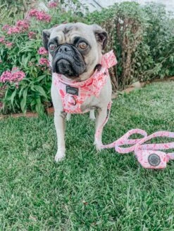 Dog Waste Bag Holder - Mykonos -Furfinity Cheap Shop lunapugprincess 2 c128c5bc 9bba 4df2 a3b1 d5def990b251