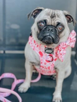 Dog Sailor Bow - Mykonos -Furfinity Cheap Shop lunapugprincess 3