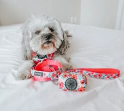 Dog Four Piece Bundle - Floral Frenzy -Furfinity Cheap Shop lunatheyorkiepoodle 2