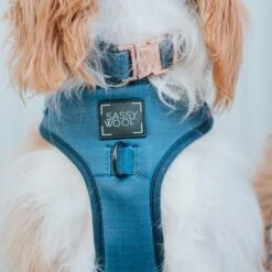 Dog Collar - Twilight -Furfinity Cheap Shop m the.threecavaliers