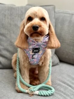 Dog Rope Leash - Mint To Be -Furfinity Cheap Shop m2bmODEL