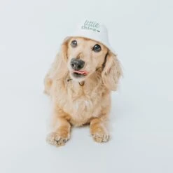 Dog Bucket Hat - Little Thing -Furfinity Cheap Shop maaya 2