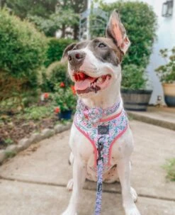 Dog Four Piece Bundle - Magnolia -Furfinity Cheap Shop magnolia dog collection photos 1