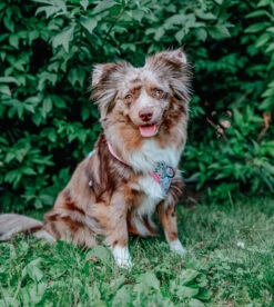 Dog Four Piece Bundle - Magnolia -Furfinity Cheap Shop magnolia dog collection photos 2