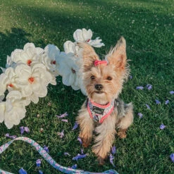 Dog Four Piece Bundle - Magnolia -Furfinity Cheap Shop magnolia dog collection photos 8