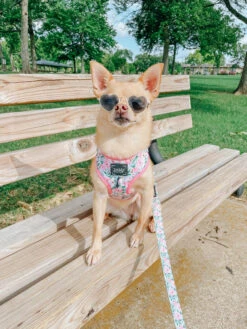 Dog Four Piece Bundle - Magnolia -Furfinity Cheap Shop magnolia dog harnesses collection 1