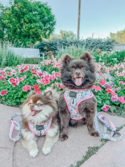 Dog Four Piece Bundle - Magnolia -Furfinity Cheap Shop magnolia dog harnesses collection 6