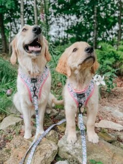 Dog Four Piece Bundle - Magnolia -Furfinity Cheap Shop magnolia dog photo 2