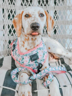 Dog Four Piece Bundle - Magnolia -Furfinity Cheap Shop magnolia dog photo 5