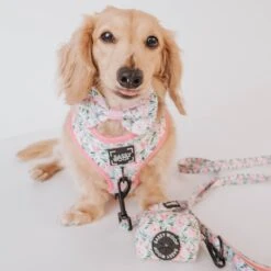 Dog Four Piece Bundle - Magnolia -Furfinity Cheap Shop magnolia summer photos 1