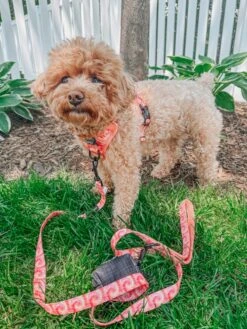 Dog Step-in Harness - Summer Sorbet -Furfinity Cheap Shop maiseyjane21 XS