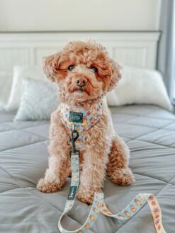 Dog Adjustable Harness - Good Duck, Babe! -Furfinity Cheap Shop maiseyjane21 2 6ba01960 8555 410b b81a 3f9831dd8aec