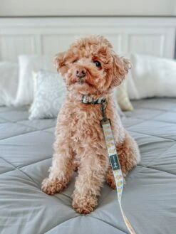 Three Piece Bundle - Good Duck, Babe! -Furfinity Cheap Shop maiseyjane21 3 0185d73b dc6b 4a8b bdc5 8983e4367852