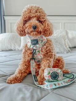 Dog Waste Bag Holder - Shrooms & Blooms -Furfinity Cheap Shop maiseyjane21 4 206c1b27 afa5 42a6 a0f4 e409e4fa3be9