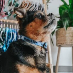 Dog Three Piece Bundle - Mama's Boy -Furfinity Cheap Shop mamas boy dog collar shih tzu 5e98fb5a a808 444a b2c4 1274653ff8b6