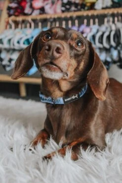 Dog Three Piece Bundle - Mama's Boy -Furfinity Cheap Shop mamas boy dog collar 2 ccb7e9a7 353a 4446 bcb3 023d9df9da75