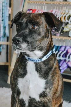 Dog Three Piece Bundle - Mama's Boy -Furfinity Cheap Shop mamas boy dog collar 3 263e7e3f 57a9 4bab b51c f9a801ce3985