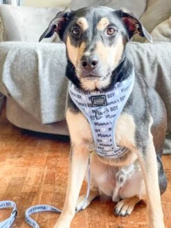 Dog Two Piece Bundle - Mama's Boy -Furfinity Cheap Shop mamas boy dog harness 10 0fc711c4 d55e 4432 a415 4f0f35c1cafa