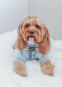 Dog Four Piece Bundle - Mama's Boy -Furfinity Cheap Shop mamas boy dog harness 2