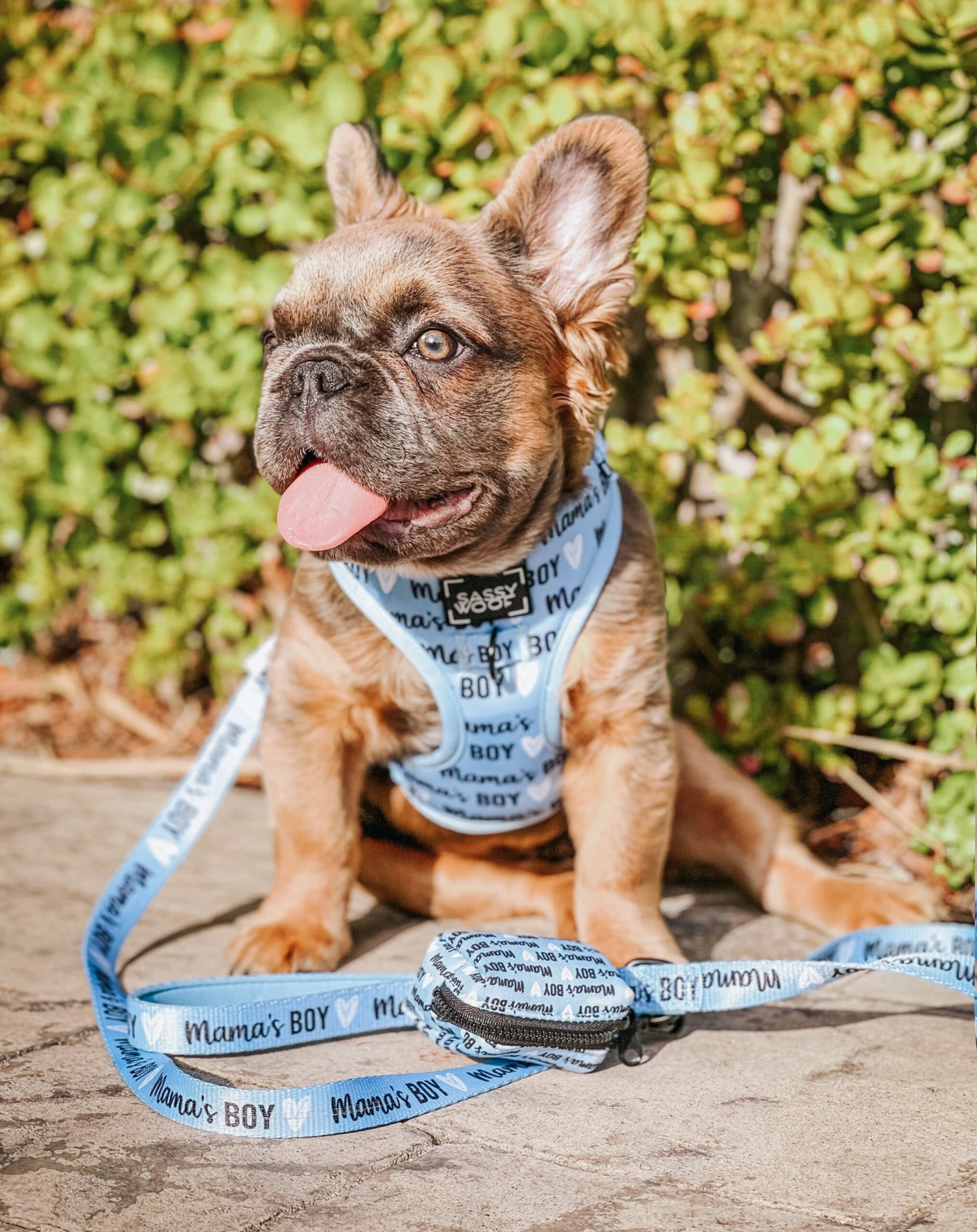 Dog Leash - Mama's Boy 6 Dog Leash - Mama's Boy - Image 4