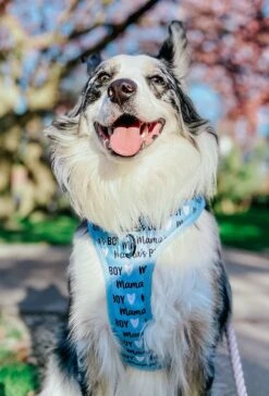 Dog Two Piece Bundle - Mama's Boy -Furfinity Cheap Shop mamas boy dog harness 7 17ca8786 0070 4f76 9ba3 38c80a1fcd71
