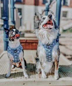 Dog Two Piece Bundle - Mama's Boy -Furfinity Cheap Shop mamas boy harness 24 a8592b98 1b83 4fae a329 5e9e58c8583f