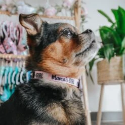 Dog Three Piece Bundle - Mama's Girl -Furfinity Cheap Shop mamas girl dog collar shih tzu e84a954b b0a6 40cb b8d4 567855c9a745