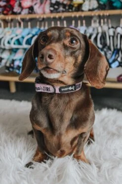 Dog Three Piece Bundle - Mama's Girl -Furfinity Cheap Shop mamas girl dog collar 1 598a1135 e1be 4757 981a c635557fcb09