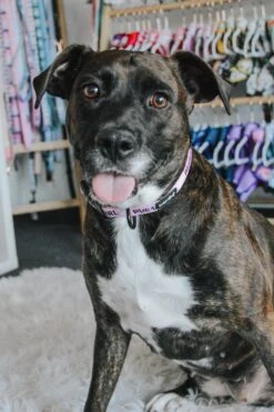 Dog Collar - Mama's Girl -Furfinity Cheap Shop mamas girl dog collar 3 c3d3098f 5a7a 4488 845f 6a451bcbd7e8 1