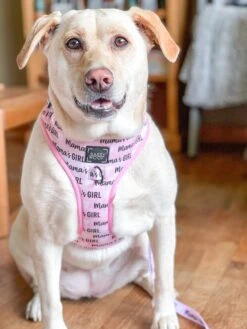 Dog Adjustable Harness - Mama's Girl -Furfinity Cheap Shop mamas girl dog harness 13 8b33c6a4 1628 4827 9827 0cdb3b8673ef